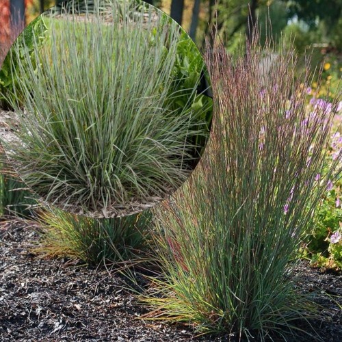 Schizachyrium scoparium - Tihe sinikõrs P9/0,55L